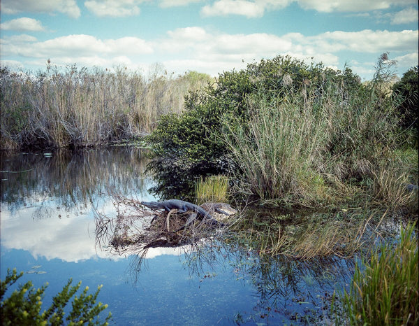 Savannah Georgia Wetlands Nature Photography