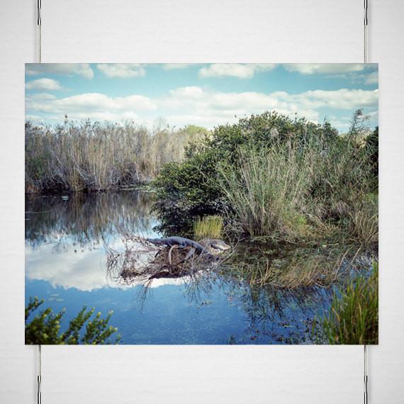 Savannah Georgia Wetlands Nature Photography