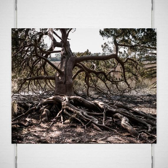 Ancient Swamp King Georgia Tree Photo Print - Photography