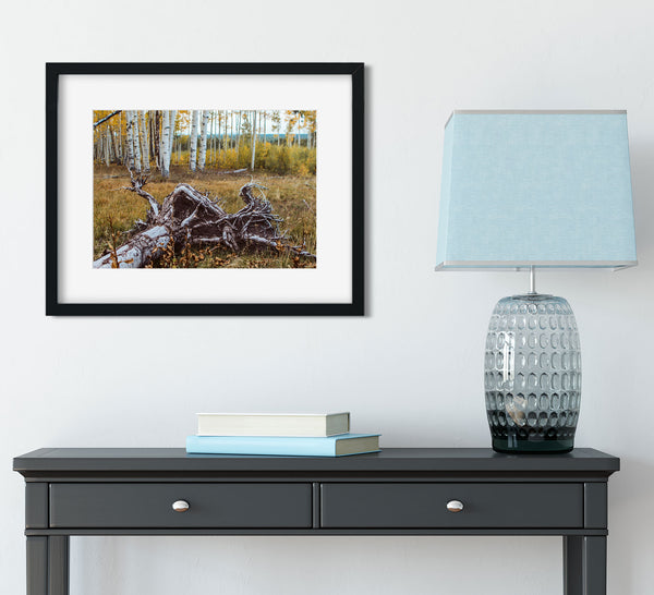 Fallen Aspen Roots Colorado Photo Print - Photography