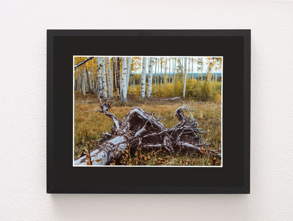 Fallen Aspen Roots Colorado Photo Print - Photography