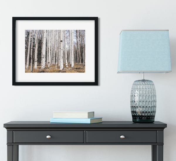Aspen Forest Photo Print Trees of Reason Flagstaff Wall Art