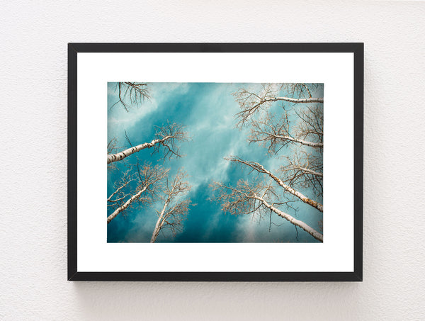 Colorado Aspen Forest and Sky Photo Print Aspens Up -