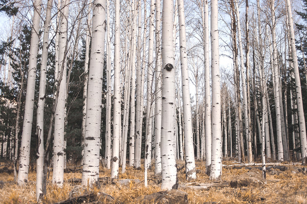 Birch Forest Triptych Large Canvas Wall Art or 3 Prints -