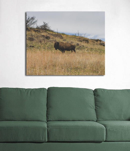 Bison on the Range Wildlife - Oklahoma - Photography