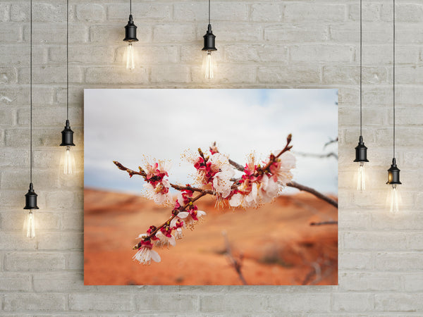 Cherry Blossom Photo Print Lake Powell Nature Photography