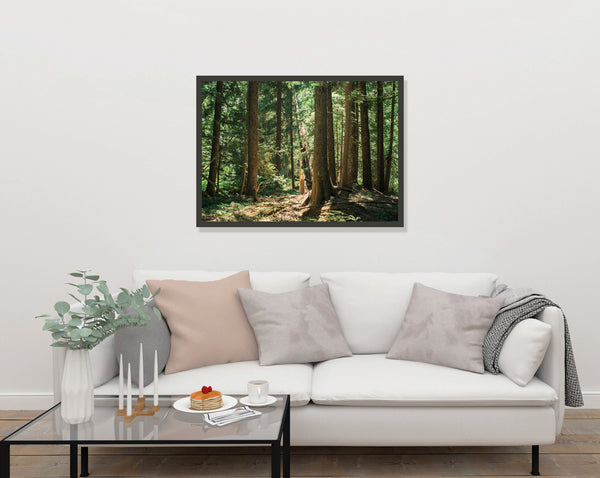 Cedar Forest Montana Photo Print Nature Photography