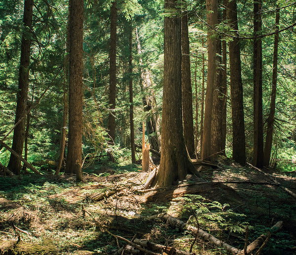 Cedar Forest Montana Photo Print Nature Photography