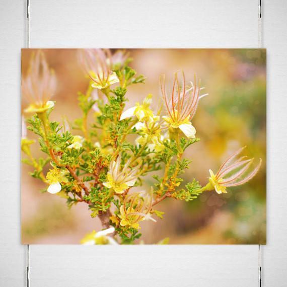 Cliffrose Flowers II Photo Print Grand Canyon Arizona -