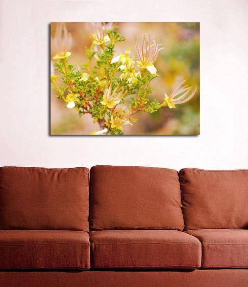 Cliffrose Flowers II Photo Print Grand Canyon Arizona -