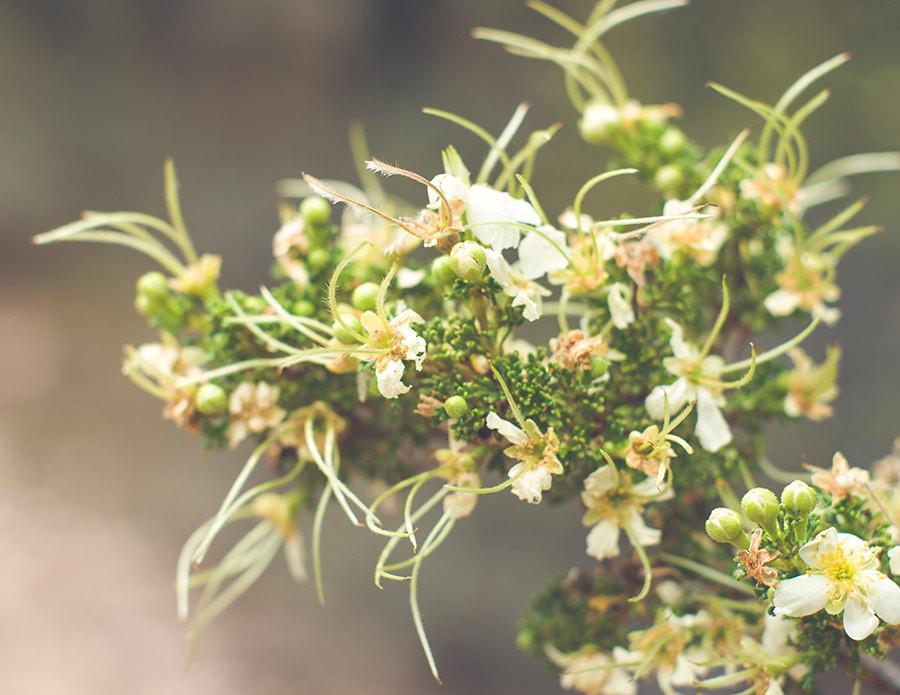 Cliffrose Flowers Photo Print, Purshia Mexicana, Kaibab National Fores Lost Kat Photography