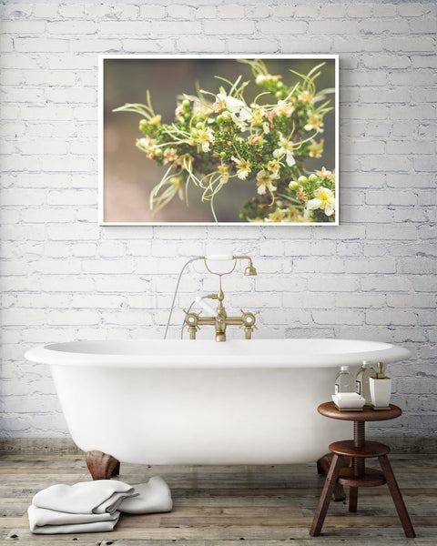 Cliffrose Flowers Photo Print Purshia Mexicana Kaibab