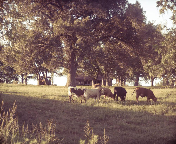 Dreamy Kentucky Farm Rustic Wall Art Print - Photography
