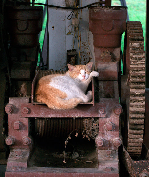Napping Barn Cat Louisiana Wall Art Print - Photography