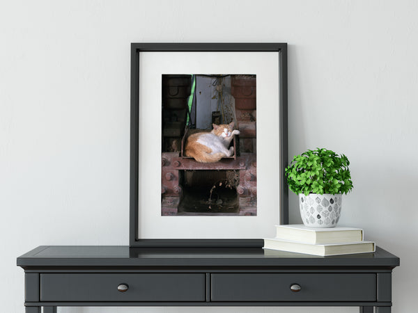 Napping Barn Cat Louisiana Wall Art Print - Photography