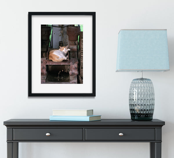 Napping Barn Cat Louisiana Wall Art Print - Photography
