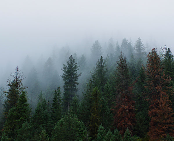 Foggy Forest North Idaho Wall Art Print - Photography
