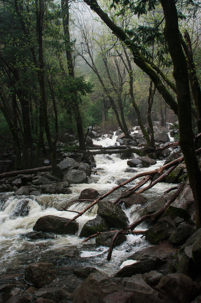 Foggy Forest Creek Yosemite National Park California