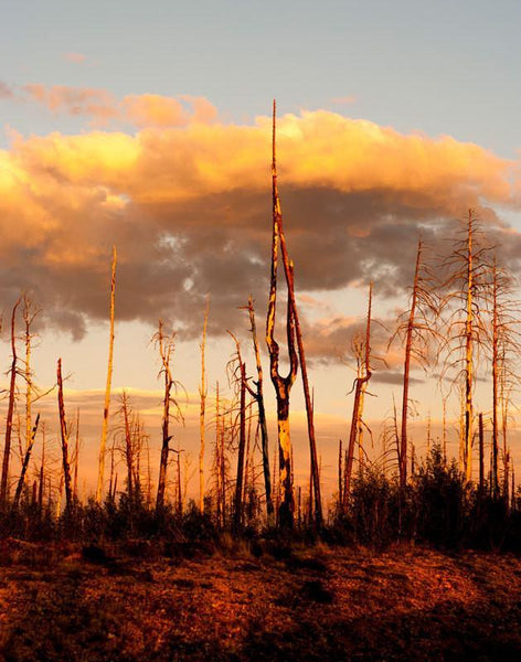 Forest Fire Sunset Nature Wall Art Print - Photography
