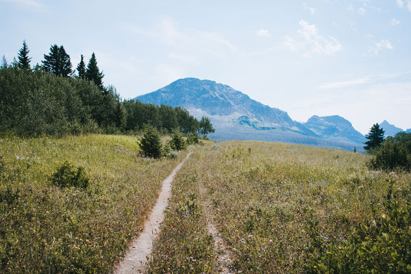 Montana Meadow Trail Photo Print Glacier NP Wildflowers