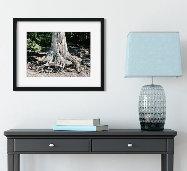 Wild Roots Photo Print Lake McDonald Beach Glacier Montana -