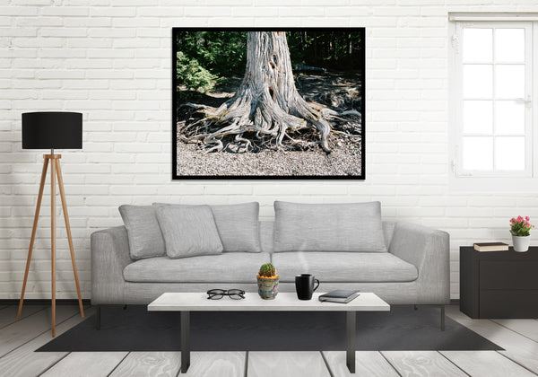 Wild Roots Photo Print Lake McDonald Beach Glacier Montana -
