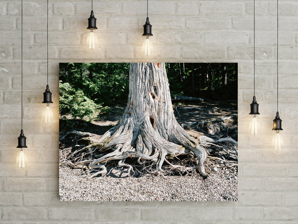 Wild Roots Photo Print Lake McDonald Beach Glacier Montana -