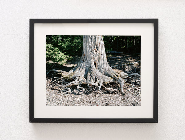 Wild Roots Photo Print Lake McDonald Beach Glacier Montana -