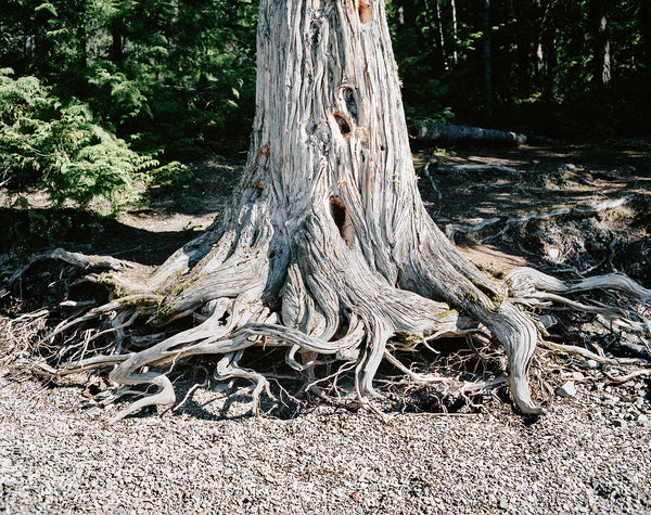 Wild Roots Photo Print Lake McDonald Beach Glacier Montana -