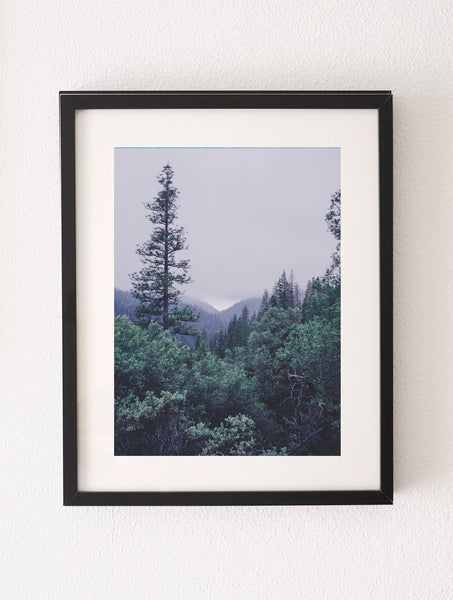 Minimalist California Forest Photography Sierra Nevada