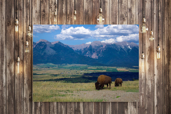 Mountains and Bison Photo Print Montana Landscape -