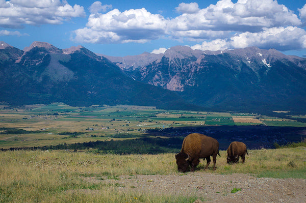 Mountains and Bison Photo Print Montana Landscape -