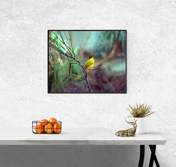 Dreamy Finch Photo Bird Nature Photography Yellow Canary