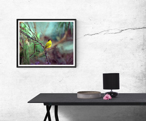 Dreamy Finch Photo Bird Nature Photography Yellow Canary