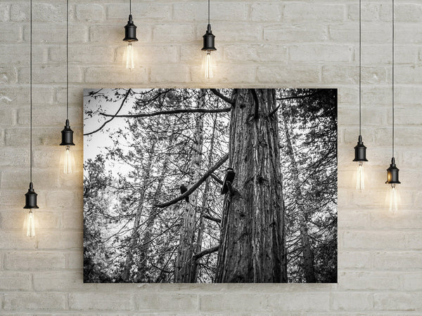 Ravens in Sequoia Tree Photo Print Black and White Nature