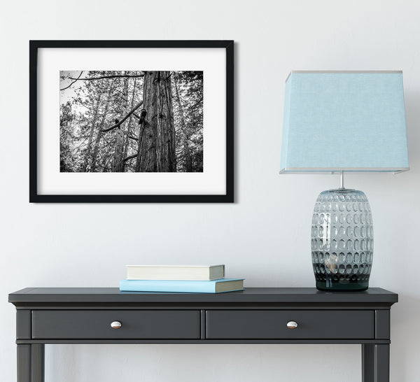 Ravens in Sequoia Tree Photo Print Black and White Nature