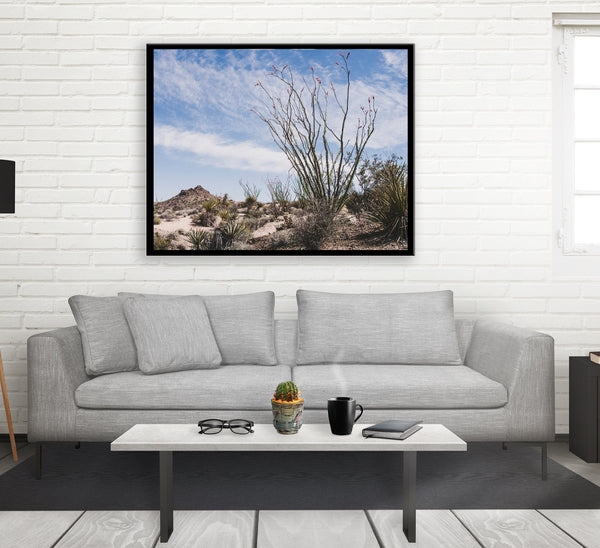 Ocotillo Mojave Desert Photo Print Cactus Fine Art -