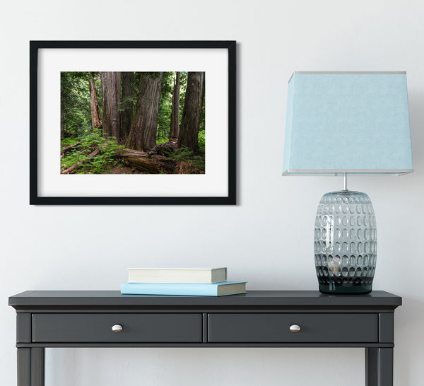 Mysterious Cedar Forest Photo Print Nature Photography