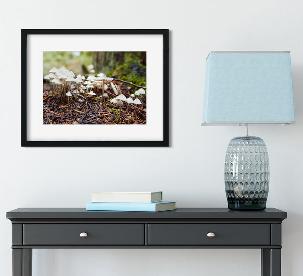 Tiny White Mushrooms Woodland Photography Pacific Northwest