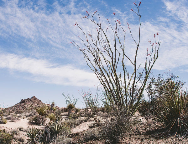 Ocotillo Mojave Desert Photo Print Cactus Fine Art -