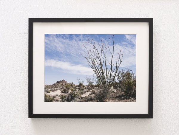 Ocotillo Mojave Desert Photo Print Cactus Fine Art -