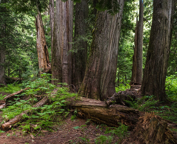 Mysterious Cedar Forest Photo Print Nature Photography