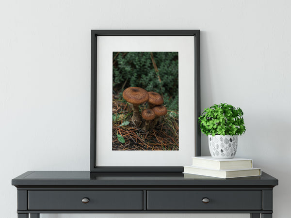 Mushroom Photo Print Cute Woodland Photography