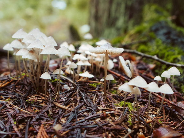 Tiny White Mushrooms Woodland Photography Pacific Northwest