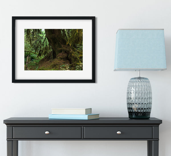 Mossy Tree Photo Print Olympic National Park Forest -