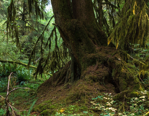 Mossy Tree Photo Print Olympic National Park Forest -