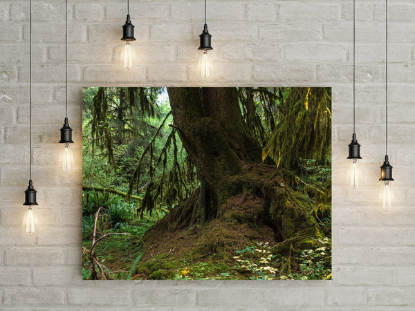 Mossy Tree Photo Print Olympic National Park Forest -