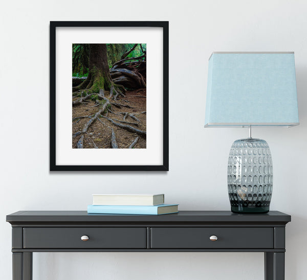 Sprawling Tree Roots Wall Art Print Olympic National Park