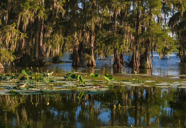 Cypress Bayou Photo Print Louisiana Nature Photography