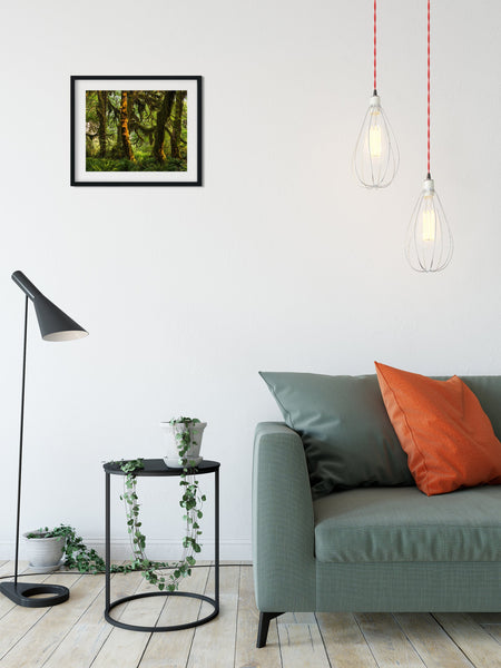 Mossy Sunlit Forest Photo Print Olympic National Park -